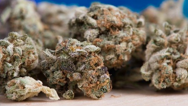 заплењено 18 килограма марихуане: неготинци диловали дрогу?
