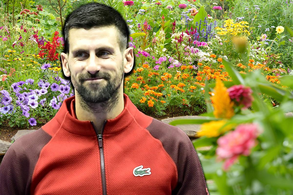 NOVAK ĐOKOVIĆ POSADIO 2.000 KORENA JEDNE BILJKE NA SVOM IMANJU U SREMU! Izabrao je ovu vrstu zbog njene ljepote, ali postoji još jedan razlog: saznajte o čemu se radi.