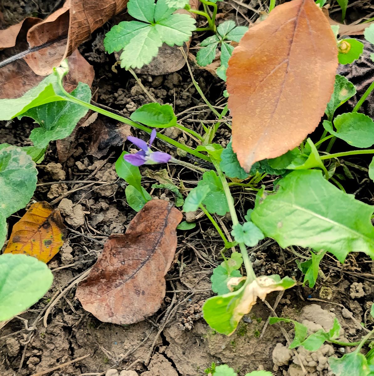 SrbijaSrbijaPRIRODA ILI KLIMATSKE PROMENE? U dvorištu jednog Lozničanina prizor kakav se ne viđa: "Ovo se nikada ranije nije dešavalo" (FOTO)ReagujKomentarišiReagujKomentariši
