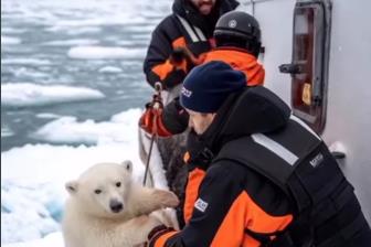 Srce će vam se slomiti: Istraživači spasili polarno meče okovano ledom, njegova reakcija je nesvakidašnja