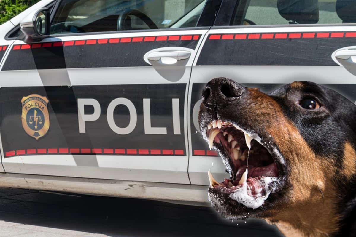 Bosna i HercegovinaBosna i HercegovinaHOROR U ŠIROKOM BRIJEGU: Oteo čoveka i bacio ga psima da ga izujedao, policiji lažno prijavio provalu!ReagujKomentarišiReagujKomentariši