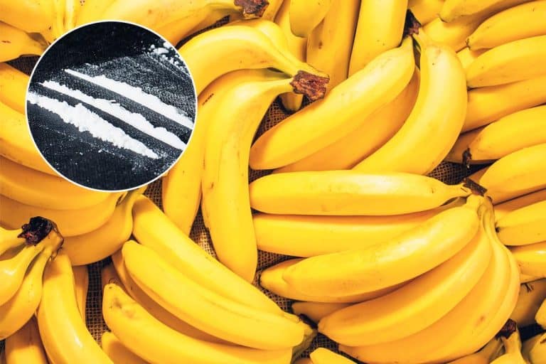 PlanetaPlanetaZAPLENJENO 13 TONA KOKAINA SAKRIVENOG U KONTEJNERU ZA BANANE: Filmska akcija u Španiji, najveća operacija u istoriji zemlje! (FOTO)1 · ReagujKomentariši1 · ReagujKomentariši
