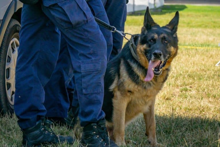 ŽENA DOBIJA SKORO MILION DOLARA ZBOG NAPADA POLICIJSKOG PSA! Zaradila 200 šavova na glavi u bizarnoj situaciji
