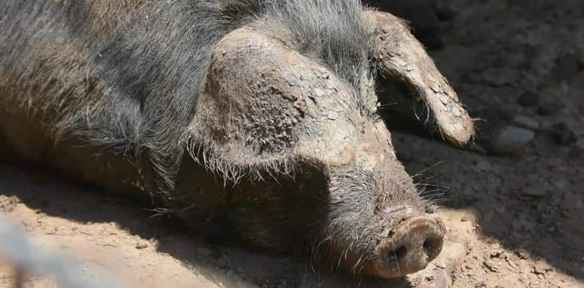 AFRIČKA KUGA SVINJA POJAVILA SE U MARTINCIMA: Virus potvrđen u 5 domaćinstava