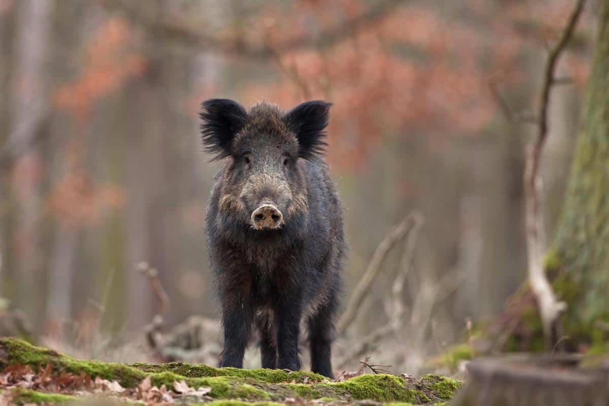 DIVLJI VEPAR RASTRGAO ŽENU! Kamera zabeležila horor, baka stradala u agoniji (UZNEMIRUJUĆE)