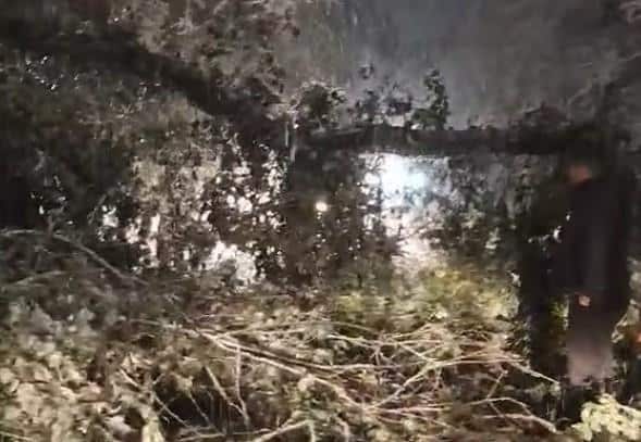 DRAMATIČNE SCENE! Jak vetar i sneg napravili haos u komšiluku! Pala stabla, totalni kolaps u saobraćaju! (VIDEO)
