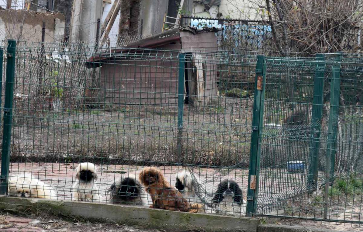 PRESEČEN LANAC MEĐUNARODNIH KRIJUMČARSKIH KANALA: MUP rasvetlio slučaj nelegalne trgovine kućnim ljubimcima: Upali na imanje u Kruševcu, imali šta da vide FOTO