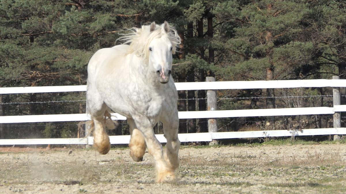 Ogromni, a grandiozni i prelepi: Medo i Sultan su džinovski konji sa farme kod Sjenice – jedan od njih je kandidat za Ginisovu knjigu rekorda (FOTO)