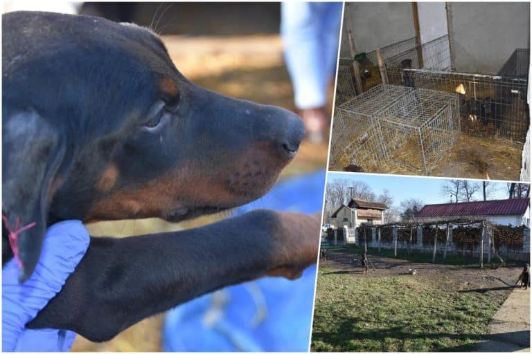 HOROR KOD KRALJEVA! PSIMA SEKAO UŠI, REPOVE… Uhapšen stranac (34) zbog zlostavljanja i ubijanja životinja (FOTO)