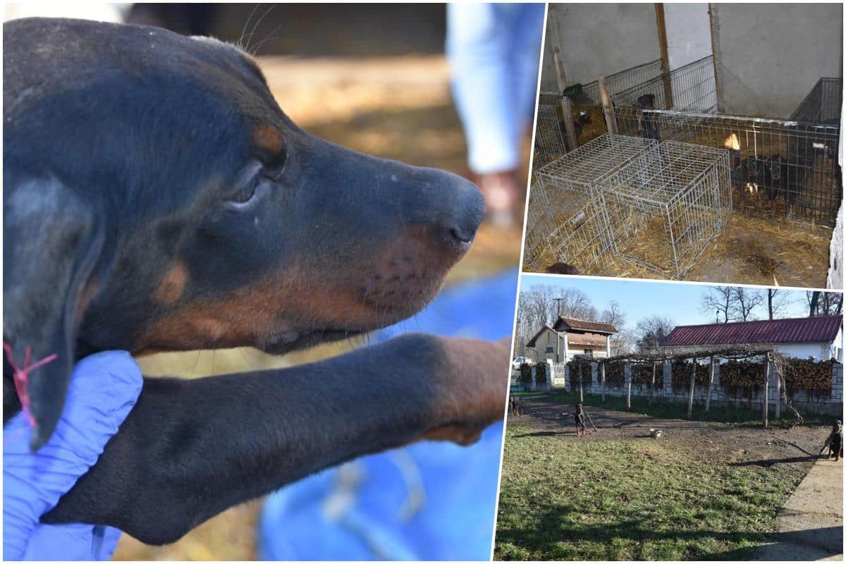 HOROR KOD KRALJEVA! PSIMA SEKAO UŠI, REPOVE… Uhapšen stranac (34) zbog zlostavljanja i ubijanja životinja (FOTO)