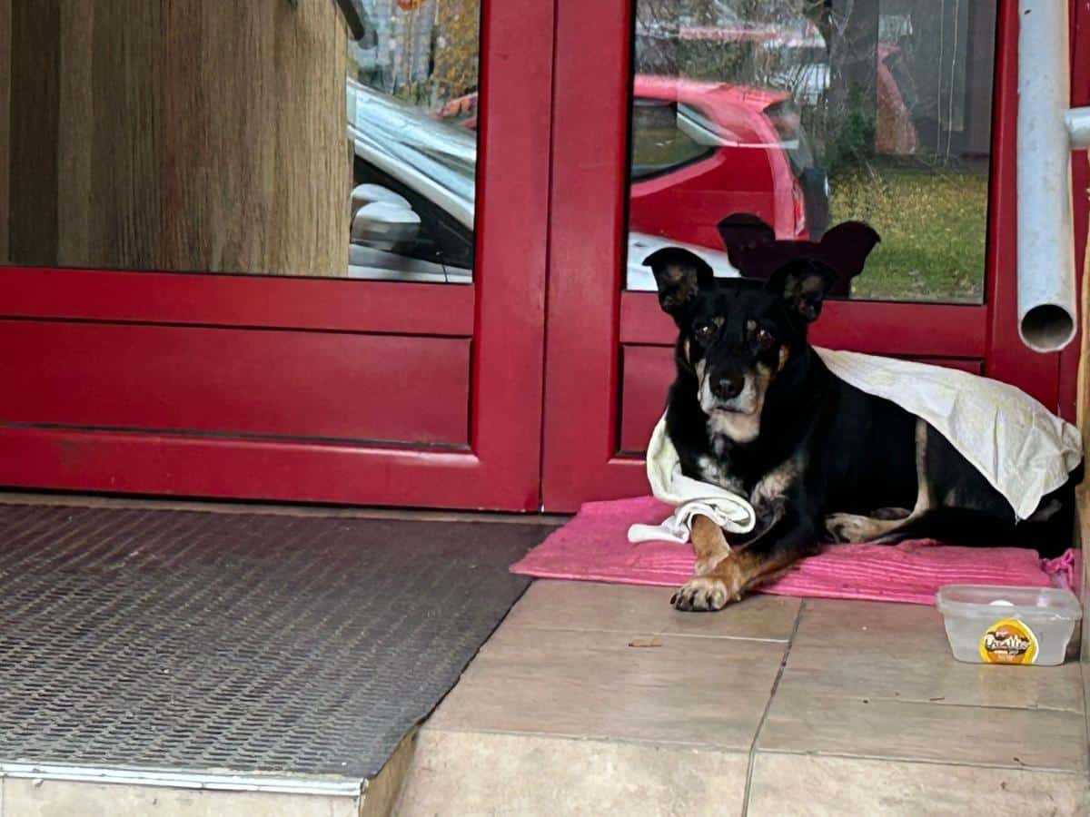 NEMA KUĆU, ALI IMA SVOJU ZGRADU! Gest Novosađana oduševio mnoge, a za čuvara Garu svi imaju samo reči hvale: Veoma je umiljat, tih i veran! (FOTO)