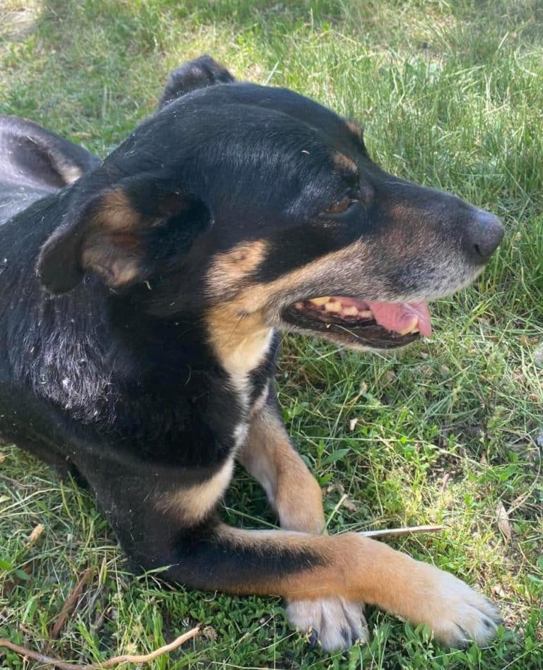 OVO JE ASTOR, DOBROĆUDNI NAPUŠTENI PAS: Danijela iz Novog Sada ga primetila još pre 10 godina, od tada spava pod njenim prozorom – to više nije ista kuca (FOTO)