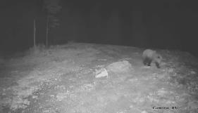 NEVEROVATNA SCENA ZABELEŽENA NA JADOVNIKU: Zver snimljena kako se “gosti”, oči cakle u mraku – svi se PITAJU SAMO JEDNO (VIDEO)