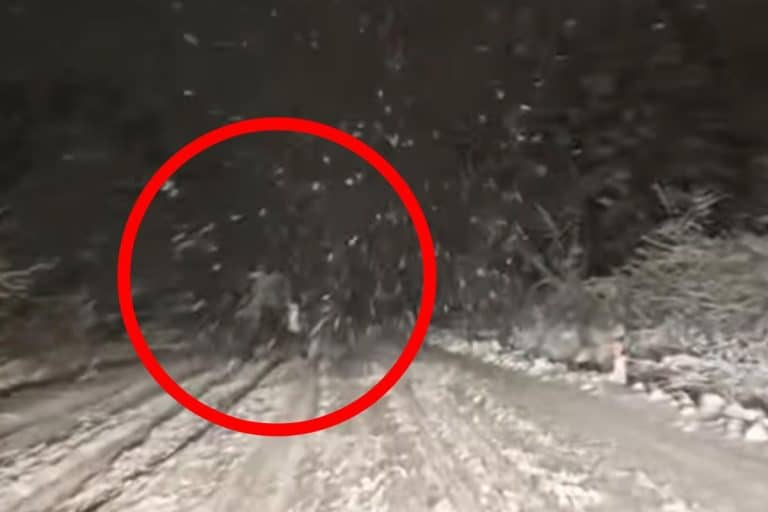 “UBICA NA PUTU KOD BORSKOG JEZERA” Kamera iz auta snimila SABLASAN PRIZOR u mrklom mraku: “Trebalo je odmah da okrene najbližu POLICIJSKU STANICU” (VIDEO)