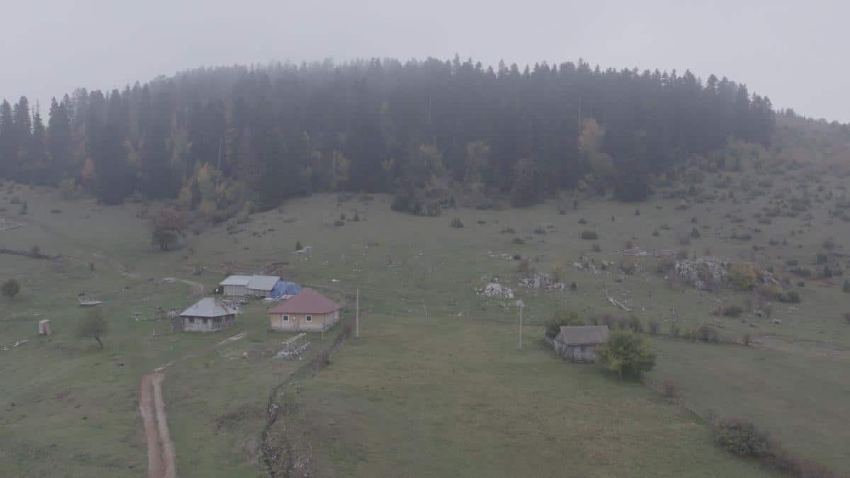 (FOTO) OVU ŠUMU U SRBIJI ZOVU UKLETOM Niko ne sme ni graničicu da uzme, svako ko se ohrabrio loše je prošao – meštani obližnjeg sela je vole, ali rado zaobilaze