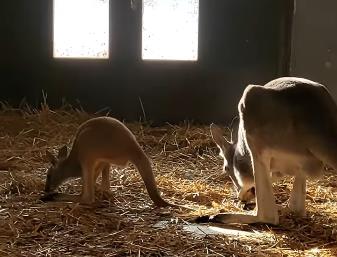 U Beogradski Zoo vrt stigla prinova: Bogatiji su za mladunče crvenog kengura, a svi mogu da učestvuju u davanju njegovog imena, evo i kako