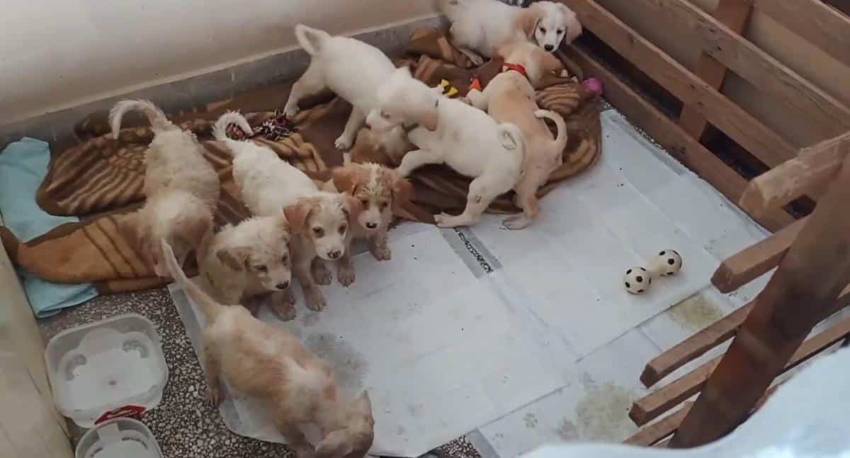 10 KUČIĆA OSTAVLJENO NA MILOST I NEMILOST! Tužna priča sa beogradskog asfalta: Komšije primetile stari kofer naspred puta, a onda je usledilo ČUDO! FOTO, VIDEO