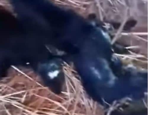 BOŽIĆ BATA OVE GODINE NIJE ŠTEDEO KOD GAZDA JOVICE! Najlepši poklon za Božić! Ovca ojagnjila petorke u selu Čenta (video)
