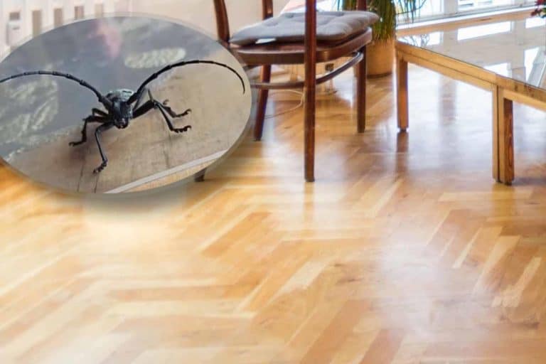 “Našao sam ovu veliku bubu danas u kući… i nisam ovo dosad viđao” Srbin ostao zatečen pa ga zanima šta je to!  “Baš je grozna” (foto)