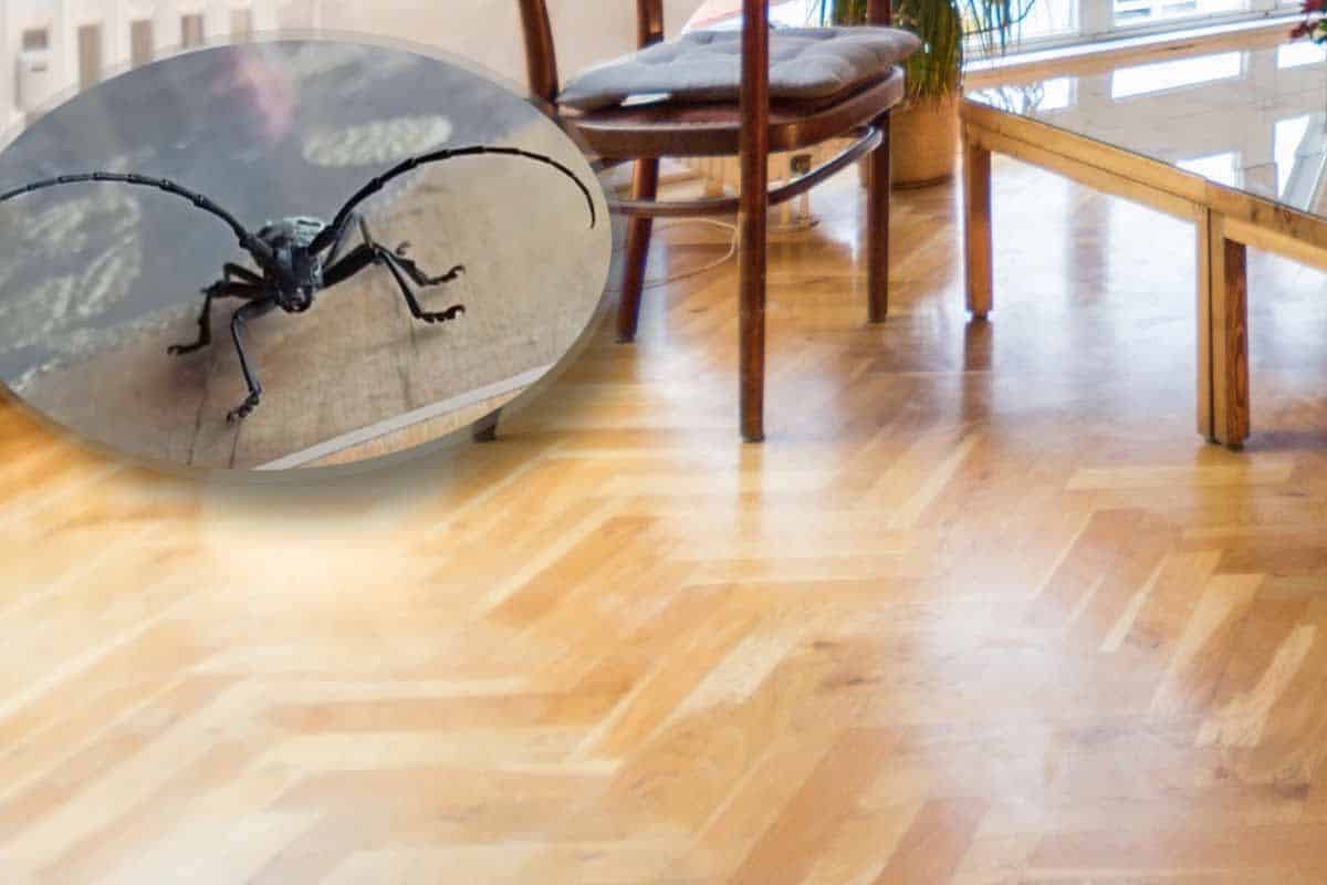 “Našao sam ovu veliku bubu danas u kući… i nisam ovo dosad viđao” Srbin ostao zatečen pa ga zanima šta je to!  “Baš je grozna” (foto)