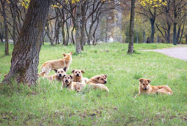 KRUŠEVAC PRE GODINU DANA DOBIO NOVO PRIHVATILIŠTE ZA PSE, ALI PROBLEM I DALJE POSTOJI: Veterinar otkrio šta bi moglo biti najbolje rešenje – “optimista sam…”