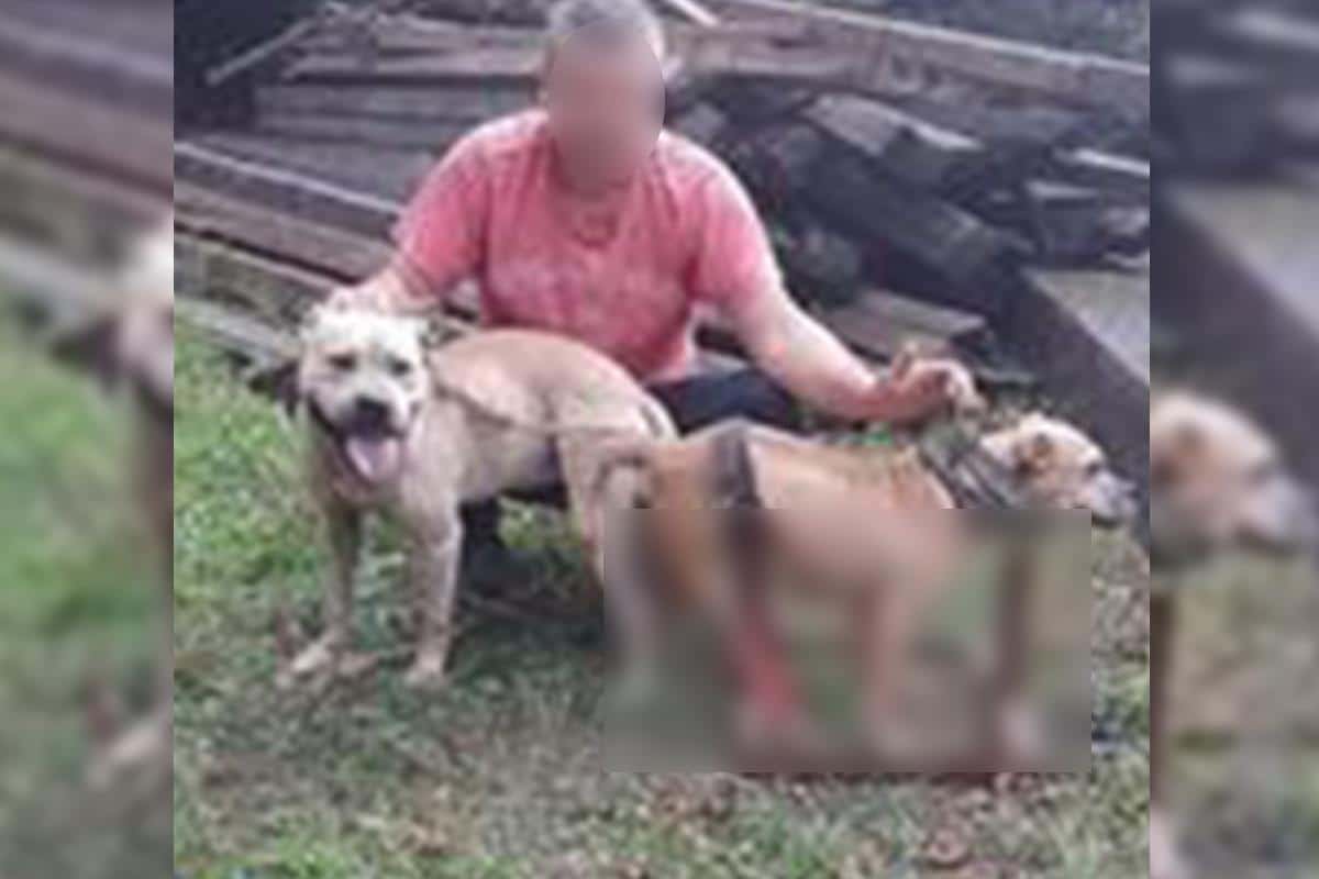 OSUĐEN MUŠKARAC (55) IZ SMEDEREVA KOJI JE ZLOSTAVLJAO ŽIVOTINJE Trenirao pitbulove za borbe, izmučene ih slikao za Fejsbuk, a evo koju je kaznu dobio!