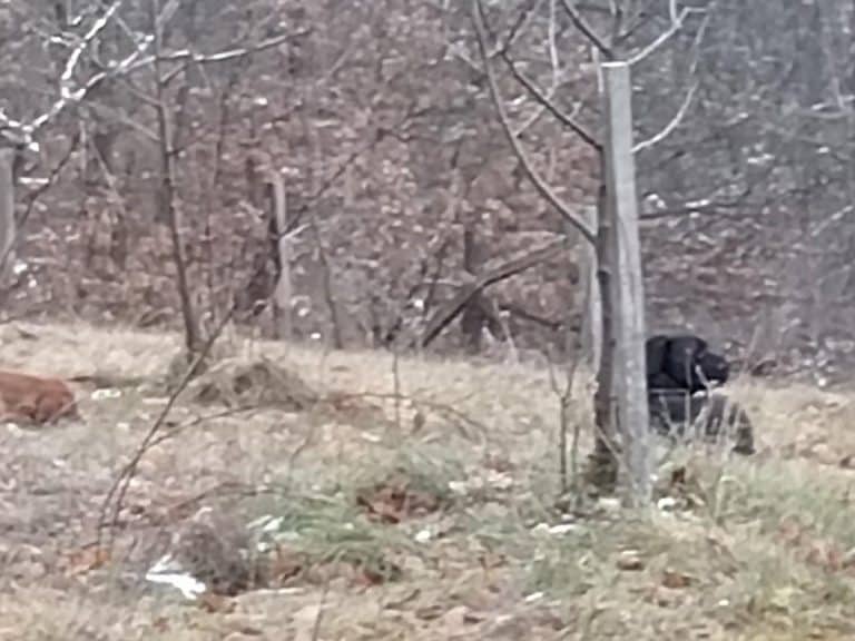 MILIVOJE IZAŠAO U DVORIŠTE I ZATEKAO STRAVIČAN PRIZOR! “pašenog i komšinica su me zvali i rekli da se nešto dešava!” ODMAH ZVAO I POLICIJU (FOTO)