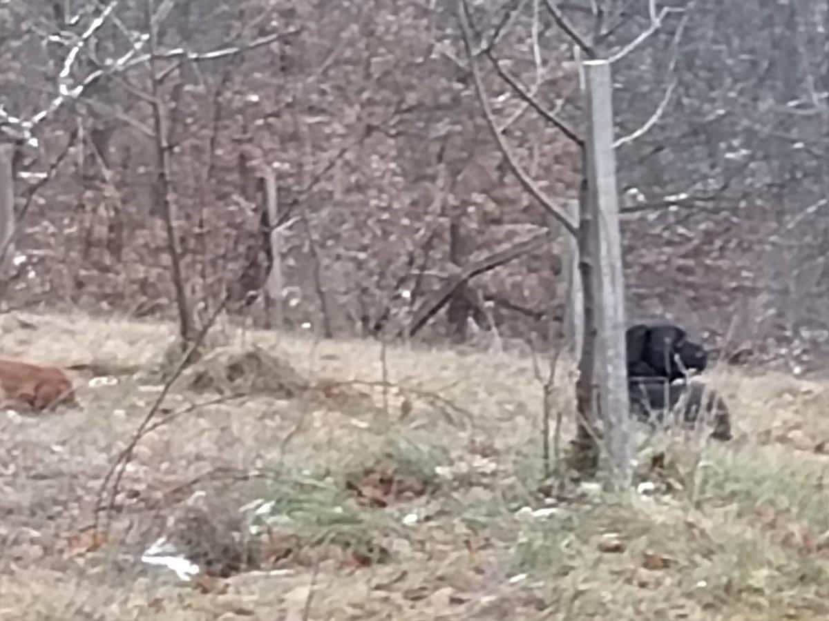 MILIVOJE IZAŠAO U DVORIŠTE I ZATEKAO STRAVIČAN PRIZOR! “pašenog i komšinica su me zvali i rekli da se nešto dešava!” ODMAH ZVAO I POLICIJU (FOTO)