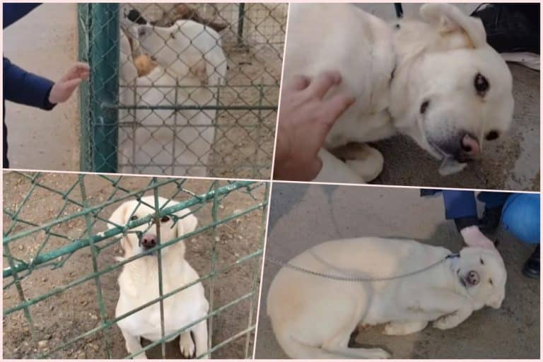PREŠLI SU KILOMETRE SAMO ZBOG NJE! Belku su ljudi izbacili na ulicu i dugo je niko nije hteo, a onda su došli oni! Filmska priča iz Leskovca sa srećnim krajem