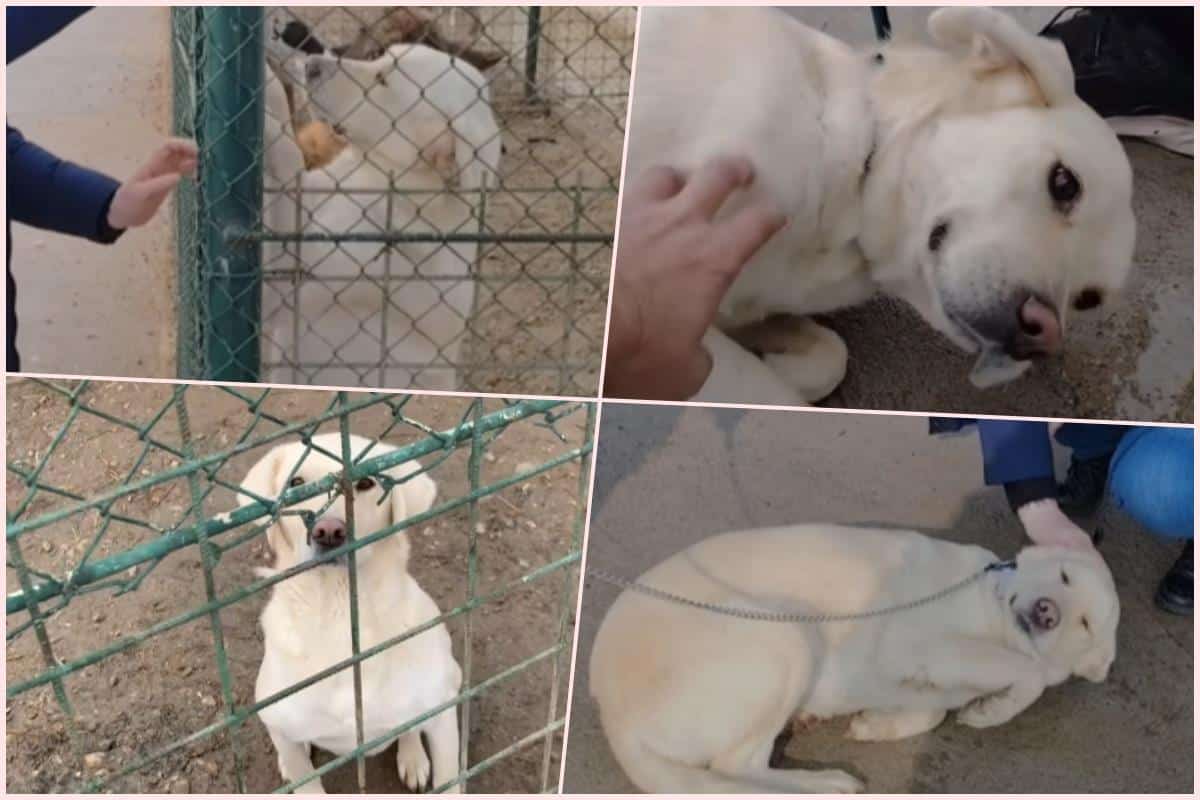 PREŠLI SU KILOMETRE SAMO ZBOG NJE! Belku su ljudi izbacili na ulicu i dugo je niko nije hteo, a onda su došli oni! Filmska priča iz Leskovca sa srećnim krajem