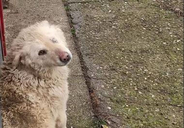 MOLILA ZA POMOĆ I HRANU OD KUĆE DO KUĆE: Bez oka i prljavu niko je nije hteo, a onda je naišla Ljilja! Kako je teška sudbina dobila čudesan završetak (FOTO)