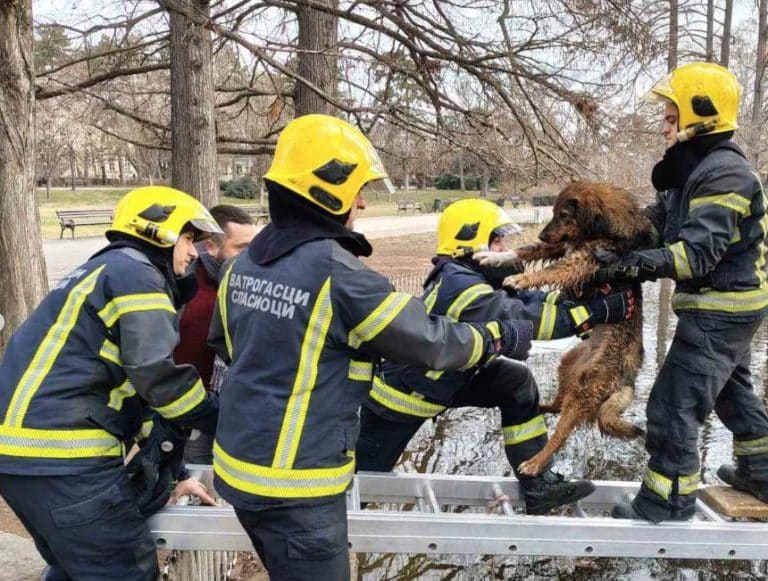 VELIKO SRCE NS VATROGASACA! Kroz ledenu vodu da pomognu onom ko ne može sam! Pogledajte spasavanje psa koji se obreo u ledenom jezeru (VIDEO)