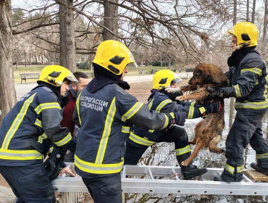 VELIKO SRCE NS VATROGASACA! Kroz ledenu vodu da pomognu onom ko ne može sam! Pogledajte spasavanje psa koji se obreo u ledenom jezeru (VIDEO)