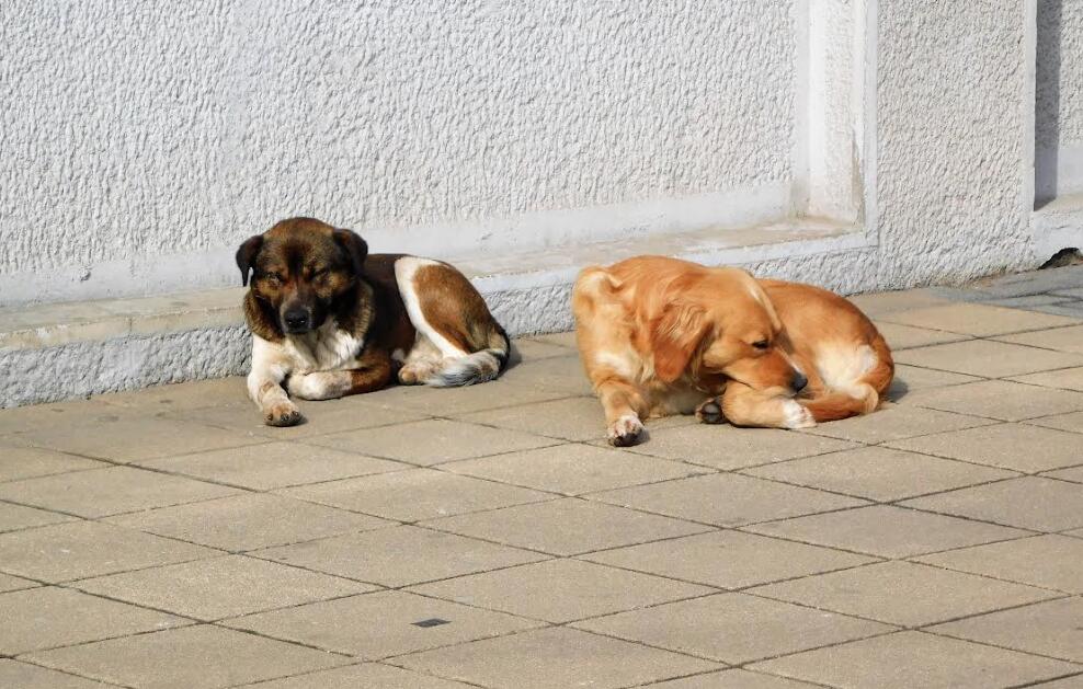 NOVI DOM DOBILO ŠEST PASA U LOZNICI: ima još zainteresovanih građana da ovde nađu svog ljubimca