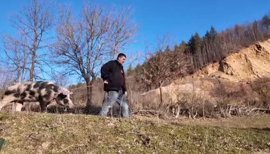 OVO JE VEPAR ŠARAC! Već mu je peta godina, a dosad se nigde nije obrukao! Ima 10.000 potomaka sa 400 krmača i neumoran je! Uđe i u kuću pa legne na kauč! VIDEO