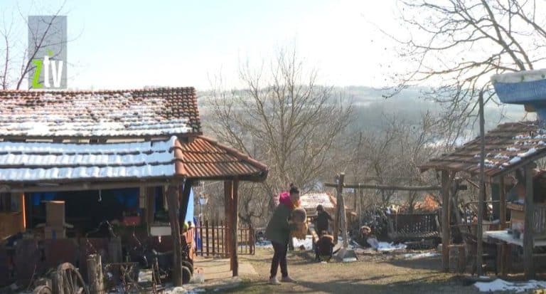 “ŠAKALI, VUKOVI, POJEDOŠE NAM SVE KOKOŠKE” Na imanju Cvetkovića zimi nema mira, imali su 10 kokošaka i za jedno veče otišle su sve (VIDEO)