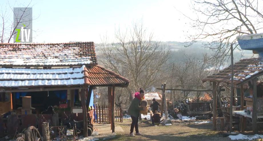 “ŠAKALI, VUKOVI, POJEDOŠE NAM SVE KOKOŠKE” Na imanju Cvetkovića zimi nema mira, imali su 10 kokošaka i za jedno veče otišle su sve (VIDEO)