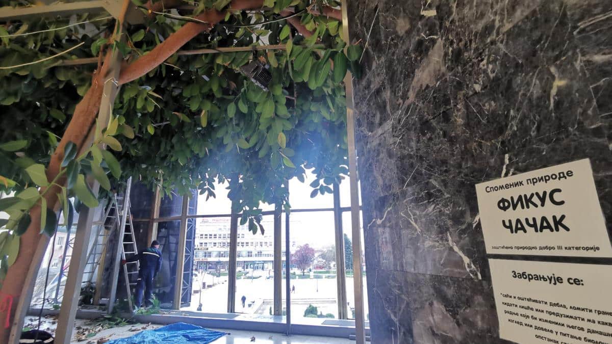 FASCINANTNI FIKUS SLAVI 54. ROĐENDAN! Čudo prirode i dalje živi u samom centru Čačka – žene čekaju u redu da uzmu pelcer ove spektakularne biljke! (FOTO)