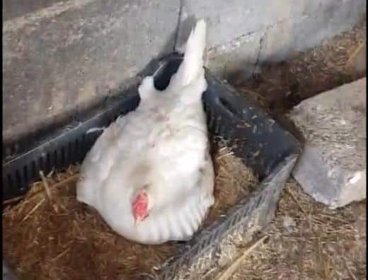 Goran je čuo neobične zvukove koji dopiru iz kokošinjca: Otišao je da proveri i frapirao se kad je video šta je tamo (VIDEO)