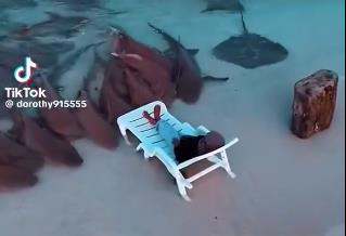 Omar je pravi Akvamen, gde se on pojavi nastaje haos: Neviđene scene s ajkulama, zaintrigirao i naučnike (VIDEO)