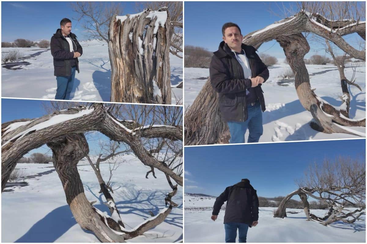 NEVEROVATNO, DOLAZE IZ SVIH KRAJEVA SRBIJE DA GRLE I LJUBE BAŠ OVO DRVO?! ZAŠTO? Triput je u njega udarao grom a na Pešteru se prepričavaju mnoge legende FOTO