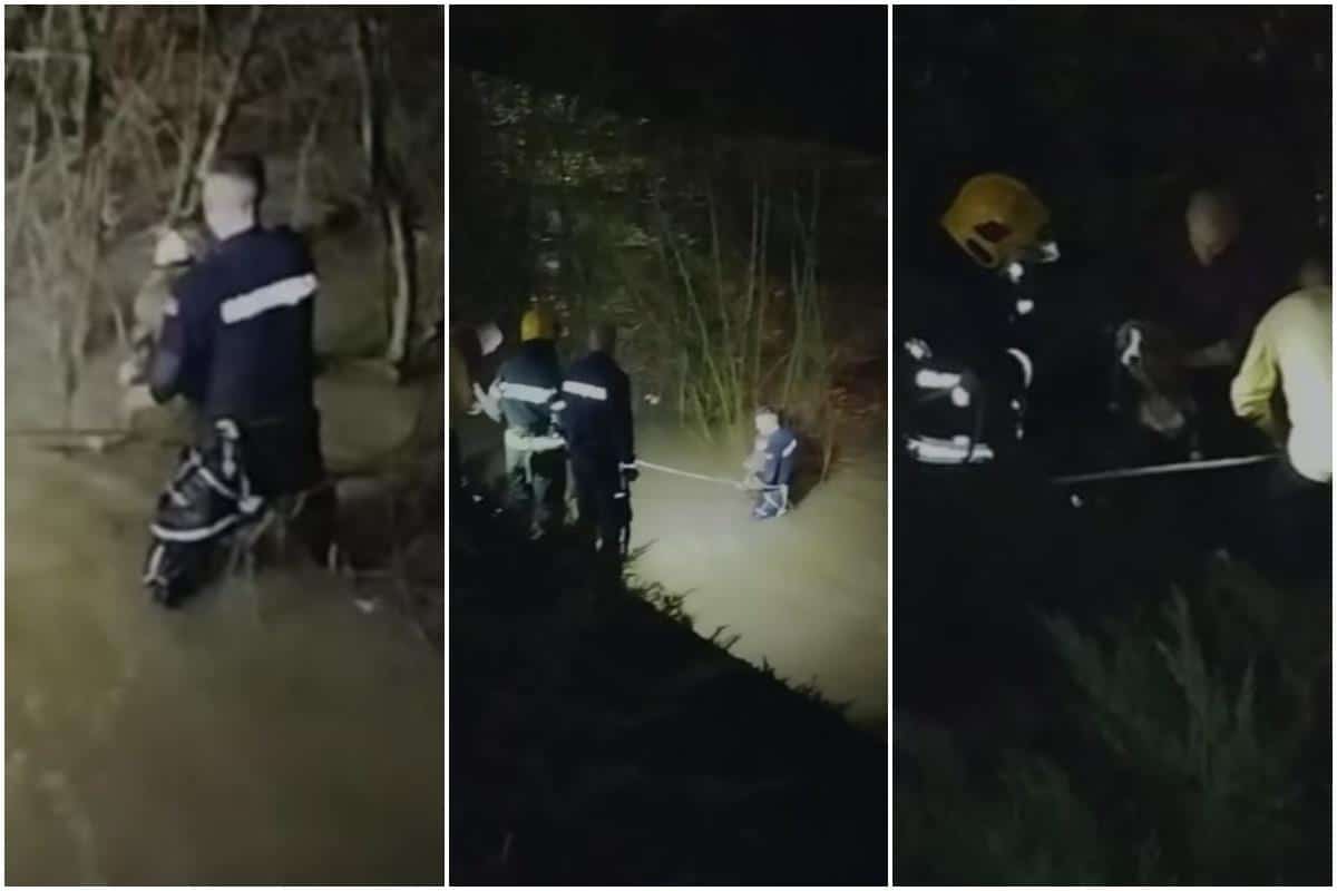 VATROGASCI SPASLI PSA IZ ĐETINJE! Životinja bila zaglavljena među granjem u nabujaloj reci (VIDEO)