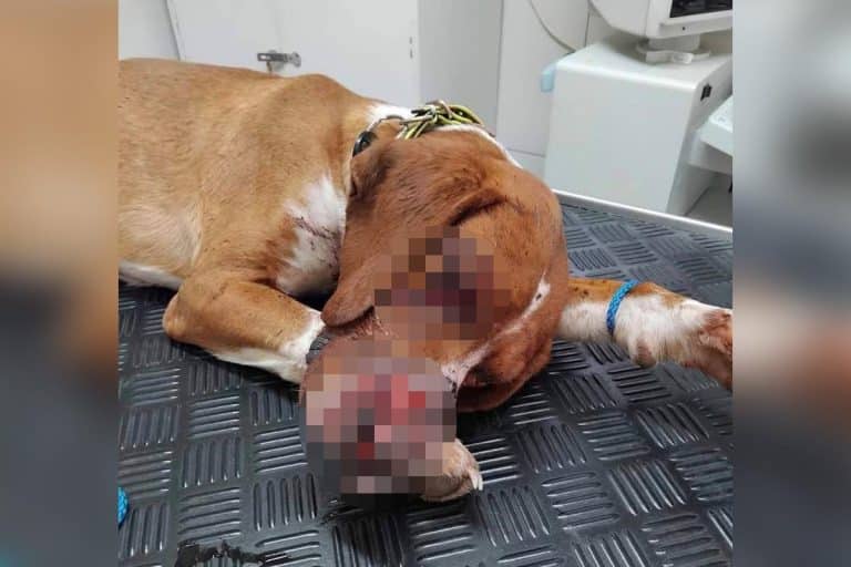 UZNEMIRUJUĆI VIDEO “UMREĆU BEZ DECE, MOJE DETE NE MOŽE DA SPAVA”: Žena koja je sekirom UNAKAZILA PSA moli za milost (FOTO)
