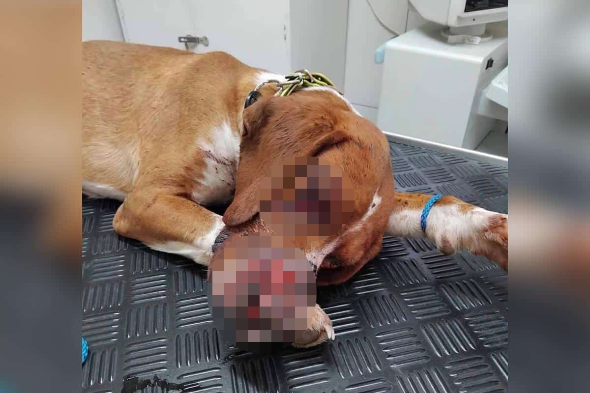 UZNEMIRUJUĆI VIDEO “UMREĆU BEZ DECE, MOJE DETE NE MOŽE DA SPAVA”: Žena koja je sekirom UNAKAZILA PSA moli za milost (FOTO)
