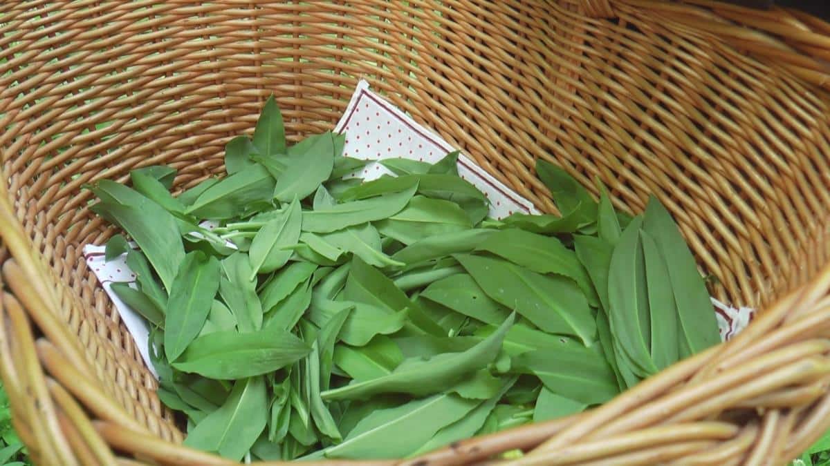 ČUDO PRIRODE KOJE IMA SPECIFIČAN MIRIS, OKREPLJUJE ČAK I MEDVEDE Padine planine Jelice pod sremušem – leči mnoge bolesti (FOTO)