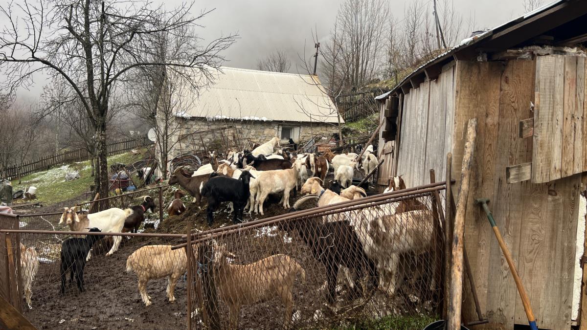 MEDVED UPAO NA IMANJE I UBIO JARCA VREDNOG 1.000 EVRA! Pokolj u selu Stabna: “Gubitak je zaista veliki. Ne znamo ni šta da radimo, kome da se žalimo!” (FOTO)