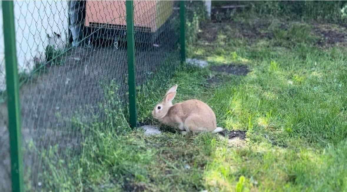 PRED VASKRS STIGLE ZEKE, A POSLE PRAZNIKA OČEKUJU IH I DRUGE ŽIVOTINJE: Mini zoološki vrt u školi u Sremskoj Mitrovici (foto)
