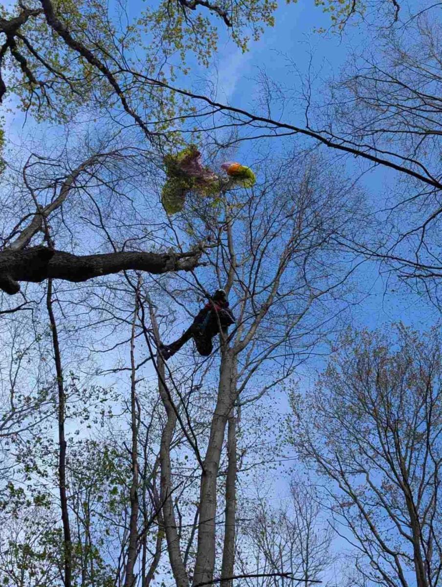 Pilto paraglajder se srušio i zaglavio na drveću na Fruškoj Gori: Pogledajte kako je tekla akcija spasavanja Gorske službe – sve je trajalo 35 minuta (FOTO)