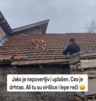 MALIŠA JE BIO UPLAŠEN, ALI ZATO SU TU VIRŠLICE Staford se popeo na krov kuće, ali sa istog nije mogao da siđe – u pomoć priskočila zoohigijena Leskovac (VIDEO)