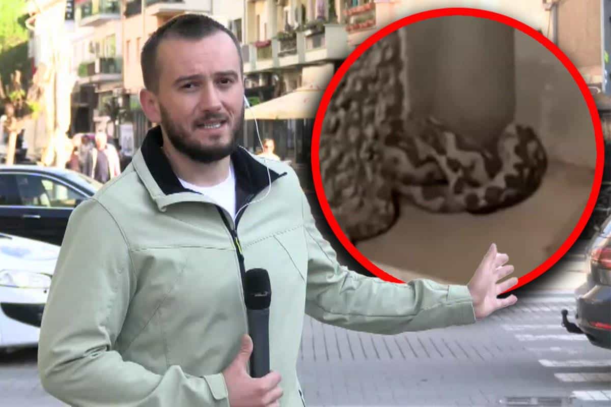 STANARI ZGRADE U NOVOM PAZARU SAVLADALI NAJOPASNIJU ZMIJU OTROVNICU U EVROPI! Ovako je izgledala dramatična borba, a niko ne zna odakle se pojavila (VIDEO)
